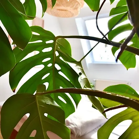 Apartment Greenbnbs: Cozy Urban Jungle In The Centre Essen