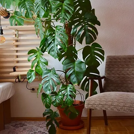 Greenbnbs: Cozy Urban Jungle In The Centre *