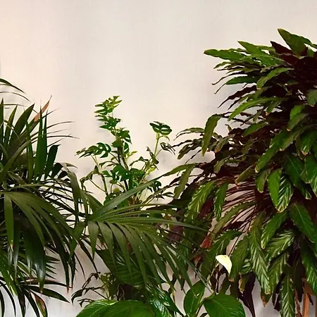 Greenbnbs: Cozy Urban Jungle In The Centre Apartment