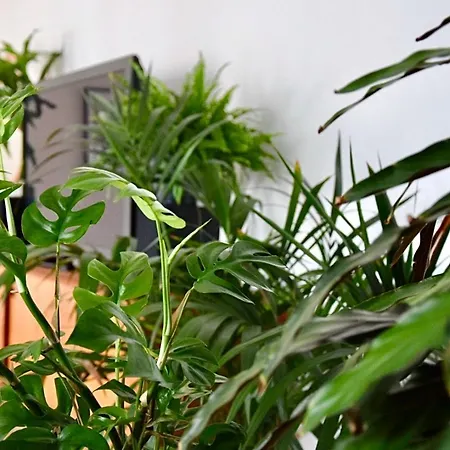 Greenbnbs: Cozy Urban Jungle In The Centre Apartment