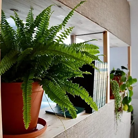 Greenbnbs: Cozy Urban Jungle In The Centre Apartment